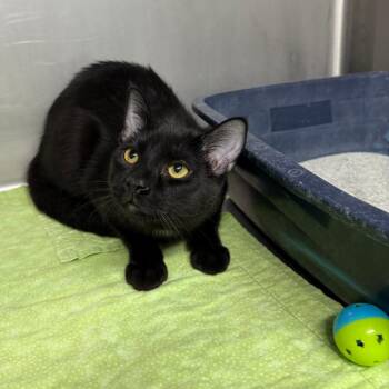 Bailey -  Domestic Short Hair Cat for Adoption in Casa Grande, Arizona - Bailey | PetCurious