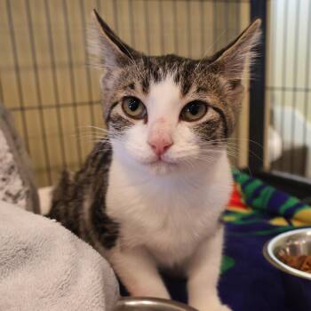 Frances -  Domestic Short Hair Cat for Adoption in Saint Charles, Missouri - Frances | PetCurious