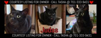 Judas - COURTESY LISTING -  Domestic Short Hair Cat for Adoption in Valley City, North Dakota - Judas - COURTESY LISTING | PetCurious