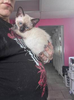 Hank -  Siamese Cat for Adoption in Johnson City, Tennessee - Hank | PetCurious