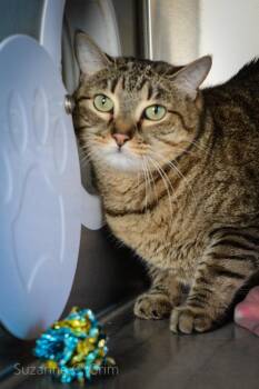 Sweetsie -  Domestic Short Hair Cat Available for Adoption in Elmwood, Louisiana - Sweetsie | PetCurious