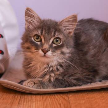 Roki -  Domestic Short Hair Cat for Adoption in Los Angeles, California - Roki | PetCurious