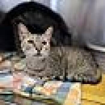 Rescue Tabby Cats for Adoption in Houston, Texas - Carmen San Diego | PetCurious