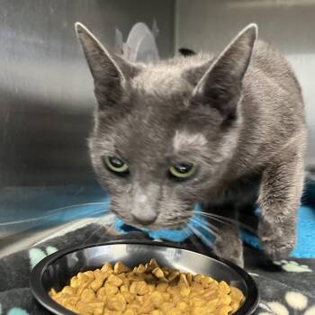 Domestic Short Hair Cats Available for Adoption - Snow | PetCurious