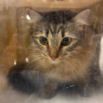 Marie -  Domestic Medium Hair Cat for Adoption in Reno, Nevada - Marie | PetCurious