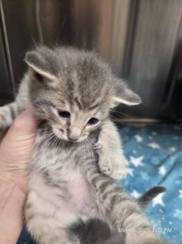 Domestic Short Hair Cats Available for Adoption in Casper, Wyoming - RUBY | PetCurious
