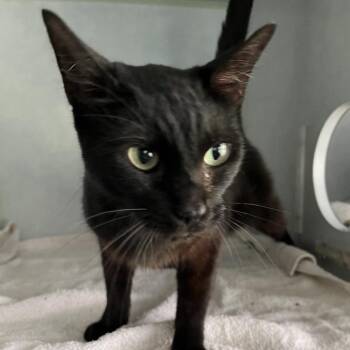 Rue -  Domestic Short Hair Cat for Adoption in Sarasota, Florida - Rue | PetCurious
