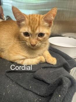 Domestic Short Hair Cats Available for Adoption in Hilton Head Island, South Carolina - Cordial | PetCurious