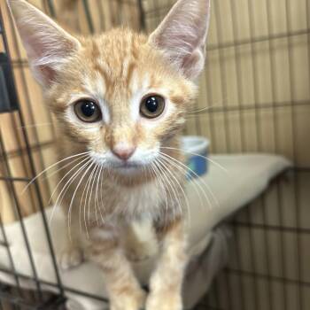 Sega -  Domestic Medium Hair Cat for Adoption in Yucaipa, California - Sega | PetCurious