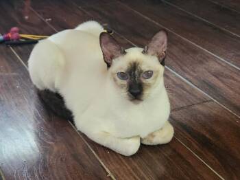Trish Yearwood -  Siamese Cat for Adoption in Hamilton, Ontario - Trish Yearwood | PetCurious