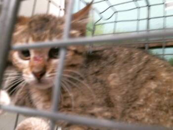 FERN -  Domestic Short Hair Cat for Adoption in Houston, Texas - FERN | PetCurious