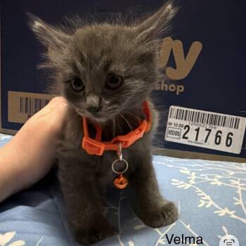 Velma -  Domestic Medium Hair Cat for Adoption in Danbury, Connecticut - Velma | PetCurious