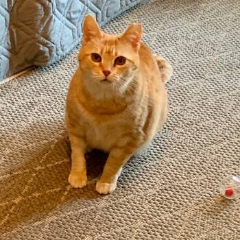 American Shorthair Cats Available for Adoption in Bonaire, Georgia - Clint | PetCurious