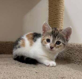 Rescue Calico and Tabby Cats for Adoption in Goshen, Indiana - Mia | PetCurious