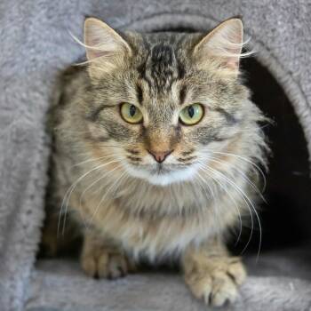Domestic Medium Hair Cats Available for Adoption in Cartersville, Georgia - Brutus | PetCurious