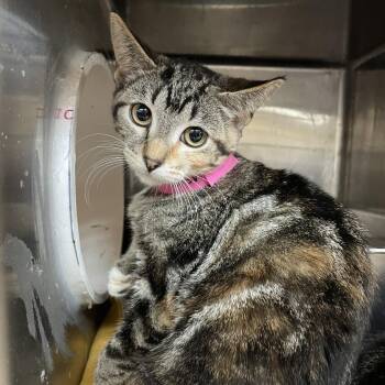 Aunt May -  Domestic Short Hair Cat for Adoption in Madison, Wisconsin - Aunt May | PetCurious