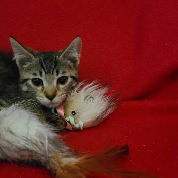 Moon Dancer TH 0626 -  Domestic Short Hair Cat for Adoption - Moon Dancer TH 0626 | PetCurious