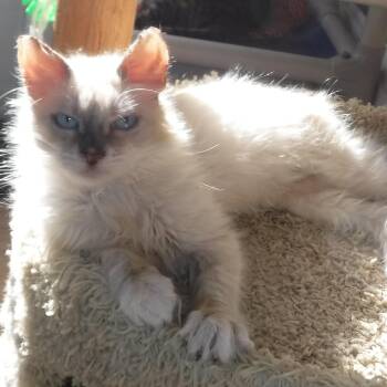 Siamese and Ragdoll Cats Available for Adoption - Reuben - Handsome Little Siamese Mix | PetCurious