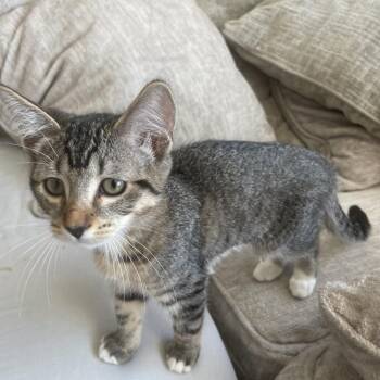 Babs -  Domestic Short Hair Cat for Adoption in Washougal, Washington - Babs | PetCurious