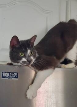 Marco -  Domestic Short Hair Cat for Adoption in Naugatuck, Connecticut - Marco | PetCurious