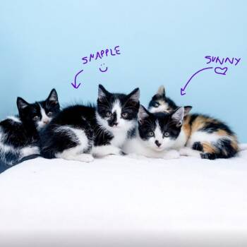 Sunny (& Snapple!) -  Domestic Short Hair Cat for Adoption in Durham, North Carolina - Sunny (& Snapple!) | PetCurious