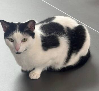 Violet -  Domestic Short Hair Cat Available for Adoption in Macomb, Michigan - Violet | PetCurious