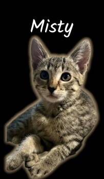 Misty -  Domestic Short Hair Cat for Adoption in Auburn, California - Misty | PetCurious