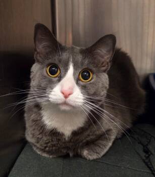 Jellybean -  Domestic Short Hair Cat for Adoption in Ocala, Florida - Jellybean | PetCurious