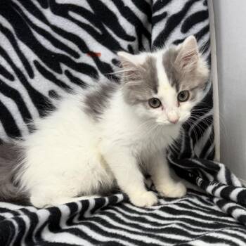 Riley -  Domestic Short Hair Cat for Adoption in New Tazewell, Tennessee - Riley | PetCurious
