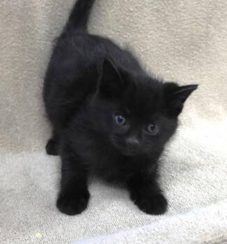 Rescue Domestic Short Hair Cats for Adoption in Thief River Falls, Minnesota - Vortex | PetCurious