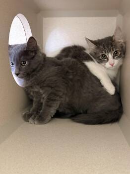 Orion and Stella -  Domestic Medium Hair Cat for Adoption in Quincy, California - Orion And Stella | PetCurious