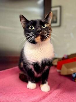 Domestic Short Hair Cats Available for Adoption in West Chester, Pennsylvania - Dove | PetCurious
