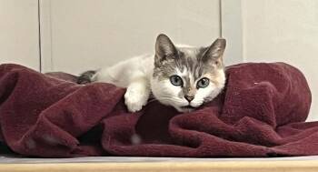 Siamese Cats Available for Adoption - Blanche | PetCurious