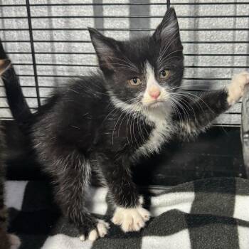 Katheryn -  Domestic Medium Hair Cat Available for Adoption in TIMBERCRK CYN, Texas - Katheryn | PetCurious
