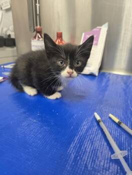 EILEEN -  Domestic Short Hair Cat for Adoption in Hagerstown, Maryland - EILEEN | PetCurious