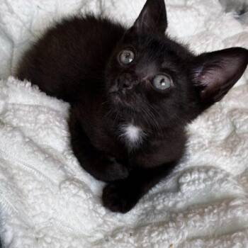 Tuesday2 -  Domestic Short Hair Cat for Adoption in Tampa, Florida - Tuesday2 | PetCurious