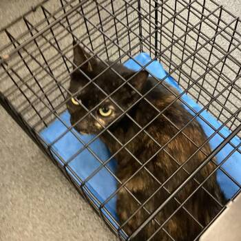 Penny -  Domestic Short Hair Cat for Adoption in Montgomery, Alabama - Penny | PetCurious