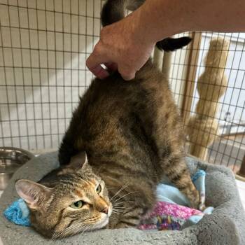 Rescue Tabby and Tortoiseshell Cats for Adoption in Humble, Texas - Selina | PetCurious