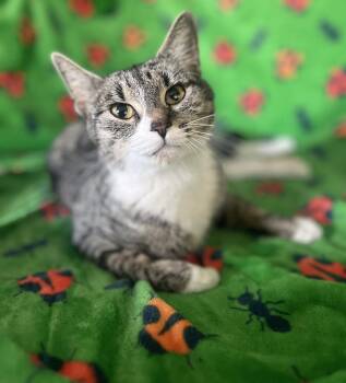 Domestic Short Hair Cats Available for Adoption in Oviedo, Florida - Marlena | PetCurious