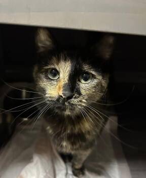 Tortoiseshell and Domestic Short Hair Cats Available for Adoption in Walnut Creek, California - Saphire | PetCurious