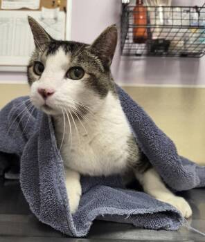 Mister Walnut -  Domestic Short Hair Cat for Adoption in Vancouver, Washington - Mister Walnut | PetCurious