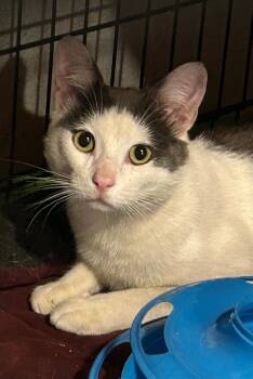 Reese -  Domestic Short Hair Cat for Adoption in East Brunswick, New Jersey - Reese | PetCurious