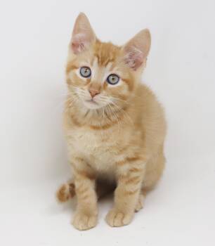 Rescue Tabby Cats for Adoption in Bedford Hills, New York - Pluto Is PURRFECT For Kitten Cuddles! | PetCurious