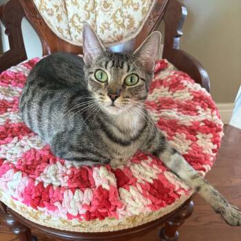 HILARIA -  Tabby Cat for Adoption in Delhi, Ontario - HILARIA | PetCurious