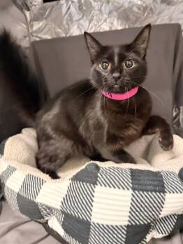 LUANNE -  Domestic Short Hair Cat for Adoption in Grovetown, Georgia - LUANNE | PetCurious