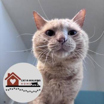 Gramps -  Domestic Short Hair Cat for Adoption in Janesville, Wisconsin - Gramps | PetCurious