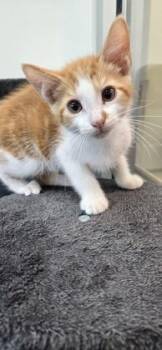 Alfalfa -  Domestic Short Hair Cat for Adoption in Daphne, Alabama - Alfalfa | PetCurious
