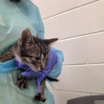 Alan (black collar) -  Domestic Short Hair Cat for Adoption in Chattanooga, Tennessee - Alan (black Collar) | PetCurious
