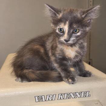 Viola -  Domestic Short Hair Cat for Adoption in Tucson, Arizona - Viola | PetCurious