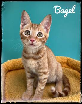 Bagel -  Domestic Short Hair Cat for Adoption in El Cajon, California - Bagel | PetCurious